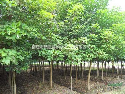 重陽木 價格、產(chǎn)地、圖片及綠化應(yīng)用詳解