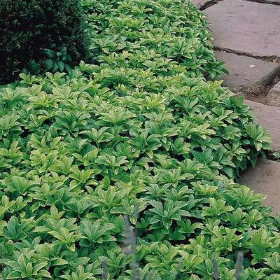 基地批發(fā)富貴草苗 品種齊全，助力工程綠化