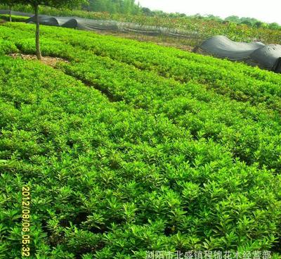 優(yōu)化產(chǎn)品供應(yīng)，為綠化工程注入新活力