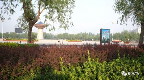 阜城縣穩(wěn)步推進(jìn)五大綠化工程，繪就生態(tài)新畫卷
