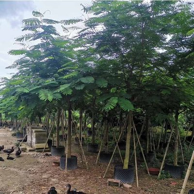 鳳凰木容器苗與紅花楹報(bào)價 全冠袋苗助力景觀工程訂單高效交付