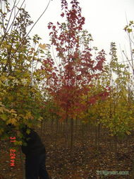 優(yōu)質(zhì)紅葉石楠供應(yīng) 江蘇宜興金楓園林的景觀工程首選
